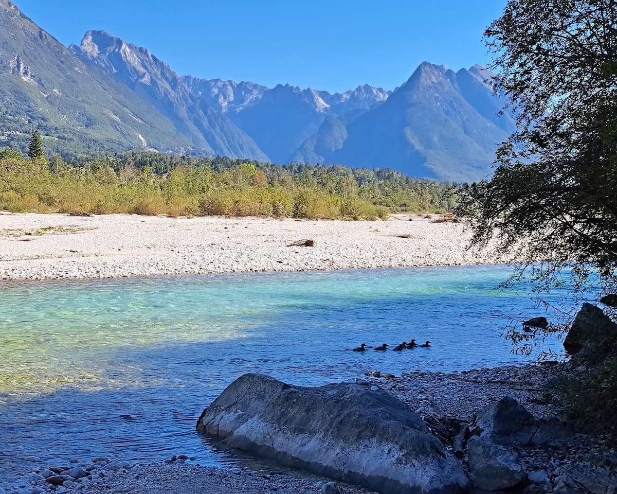 Ducks swimming in clear blue river with wide pebble shore and jagged mountains under bright sky.