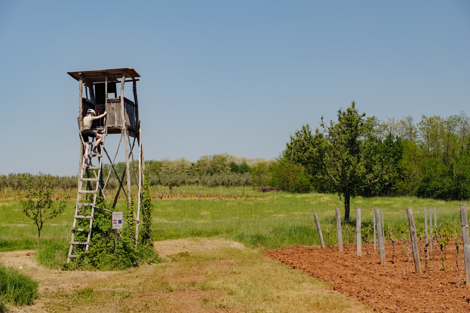 Cyclist climbing wooden hunting blind next to vineyard under clear blue sky