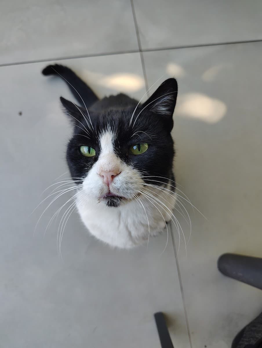 Black and white cat with green eyes looking up from light gray tiled floor
