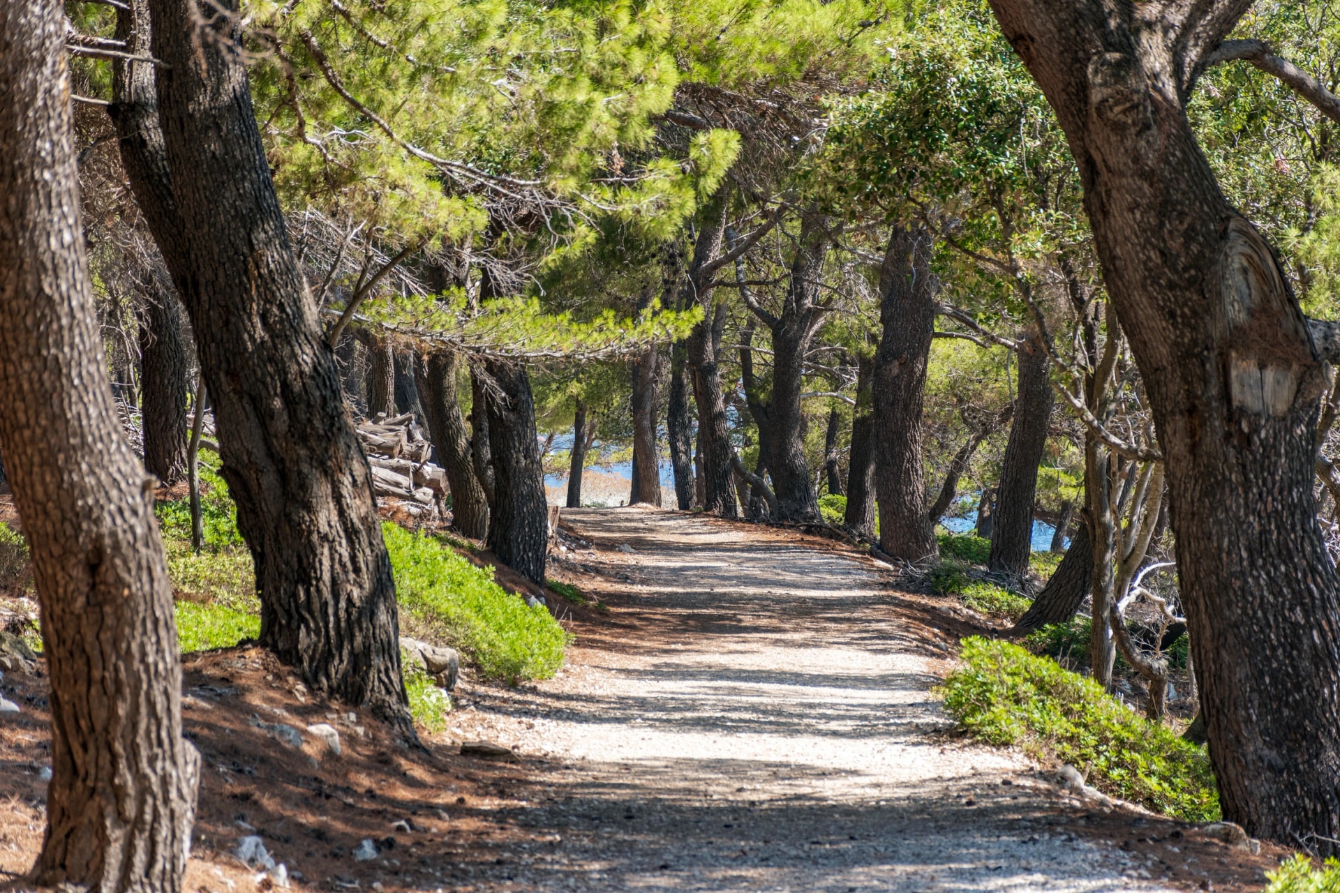 Trail passing through pine forest on a sunny summer day