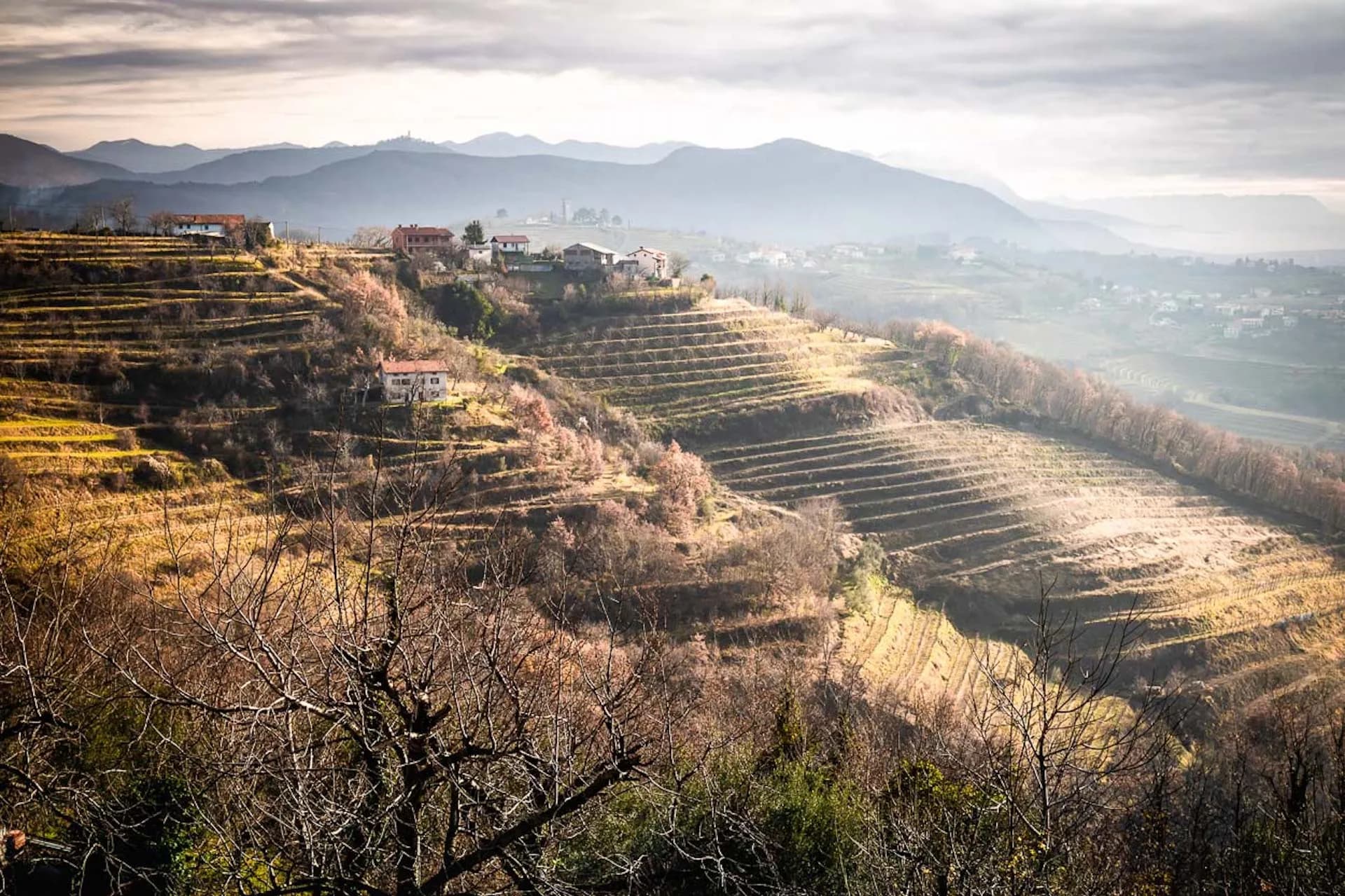 Vineyards in goriska brda