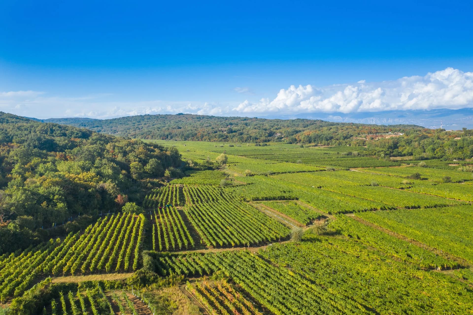 Vrbnik vineyards, aerial view, Island of Krk, Croatia