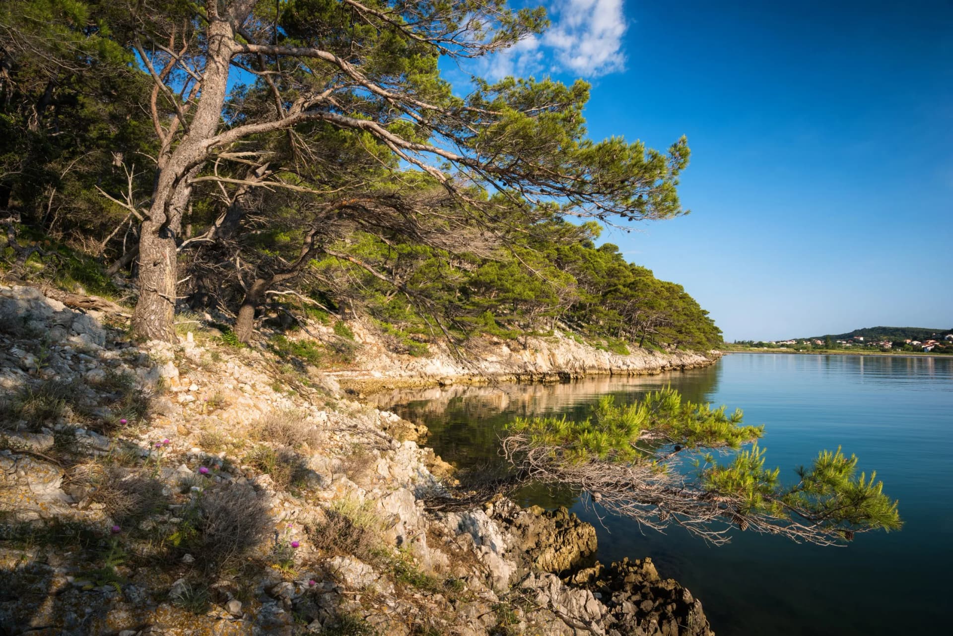 Stone oaks on the shore of peninsula Kalifront on the island of Rab