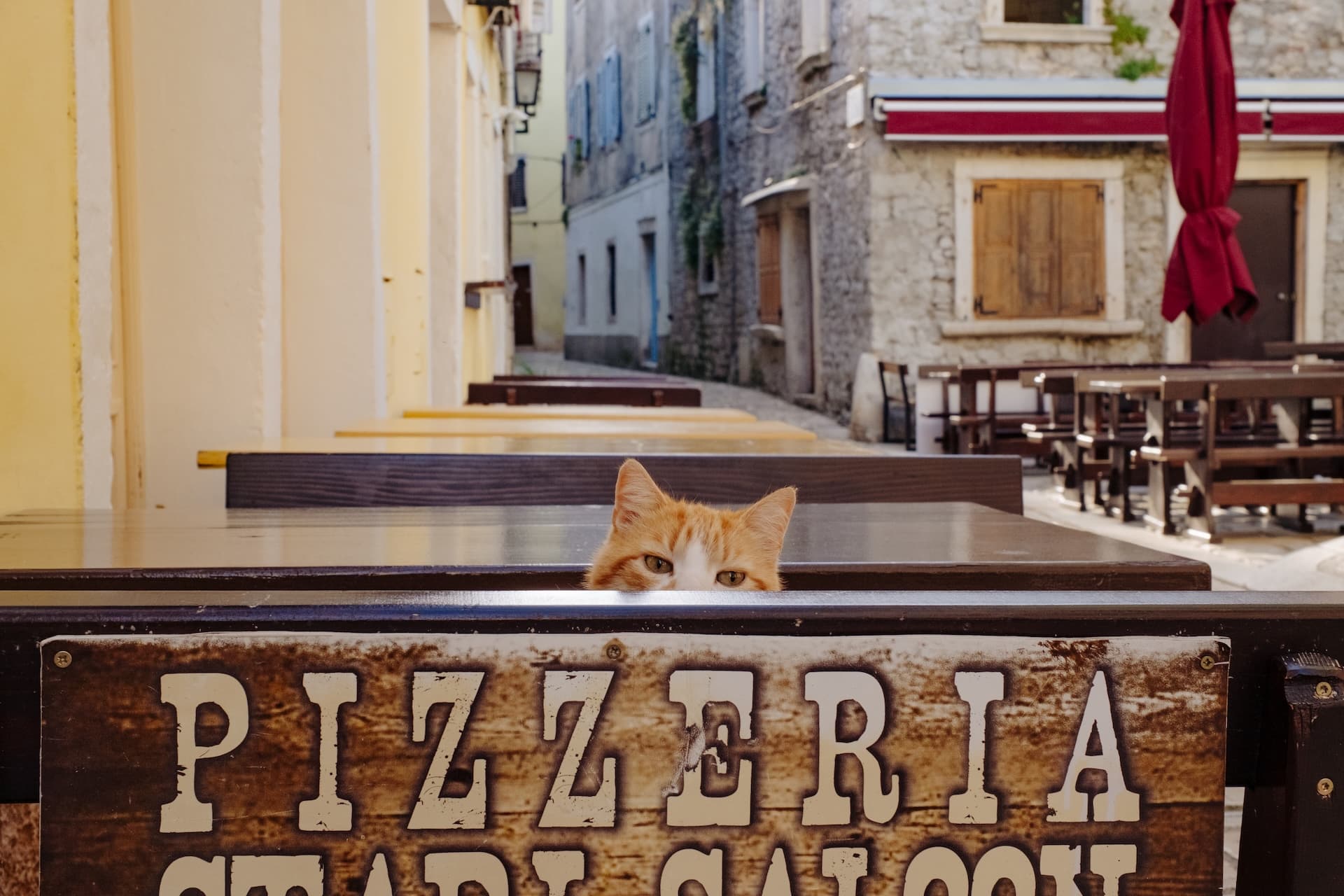 Orange and white cat peeking over a "Pizzeria" sign at an outdoor restaurant in Istria.