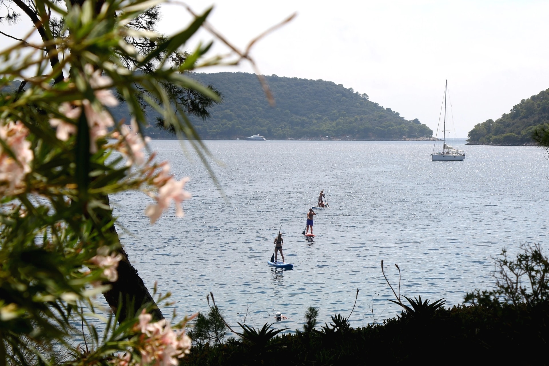Unrecognizable people paddleboarding on the beach. Defocused pink oleander flowers in the foreground. Selective focus.