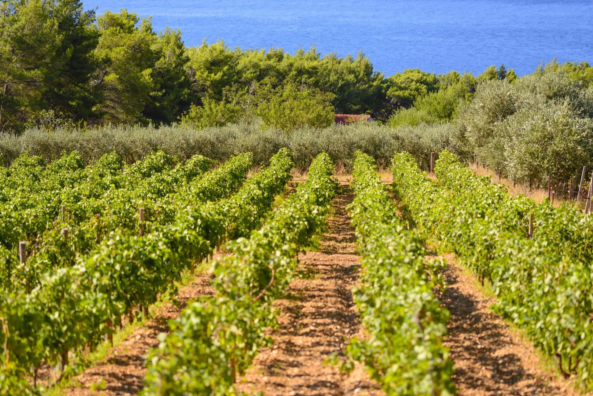 Korculas oliven og vinmarker skaleres