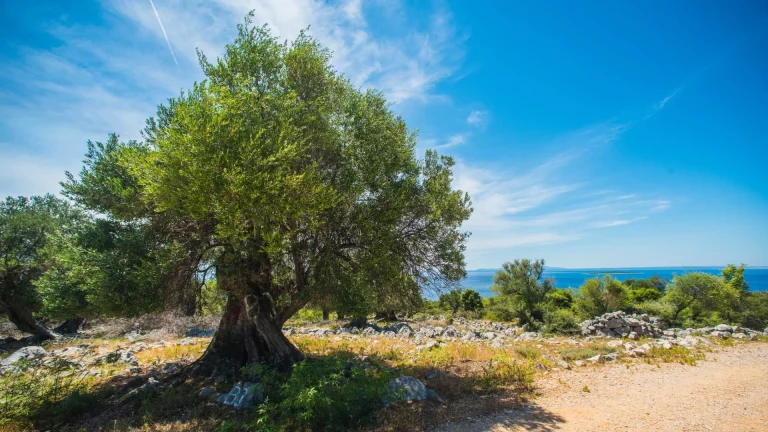 Olijfbomen op pag eiland geschubd