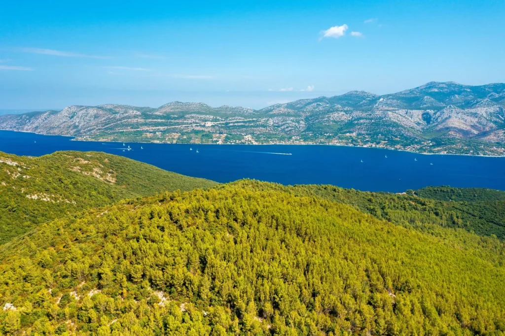 Pine forests of korcula scaled